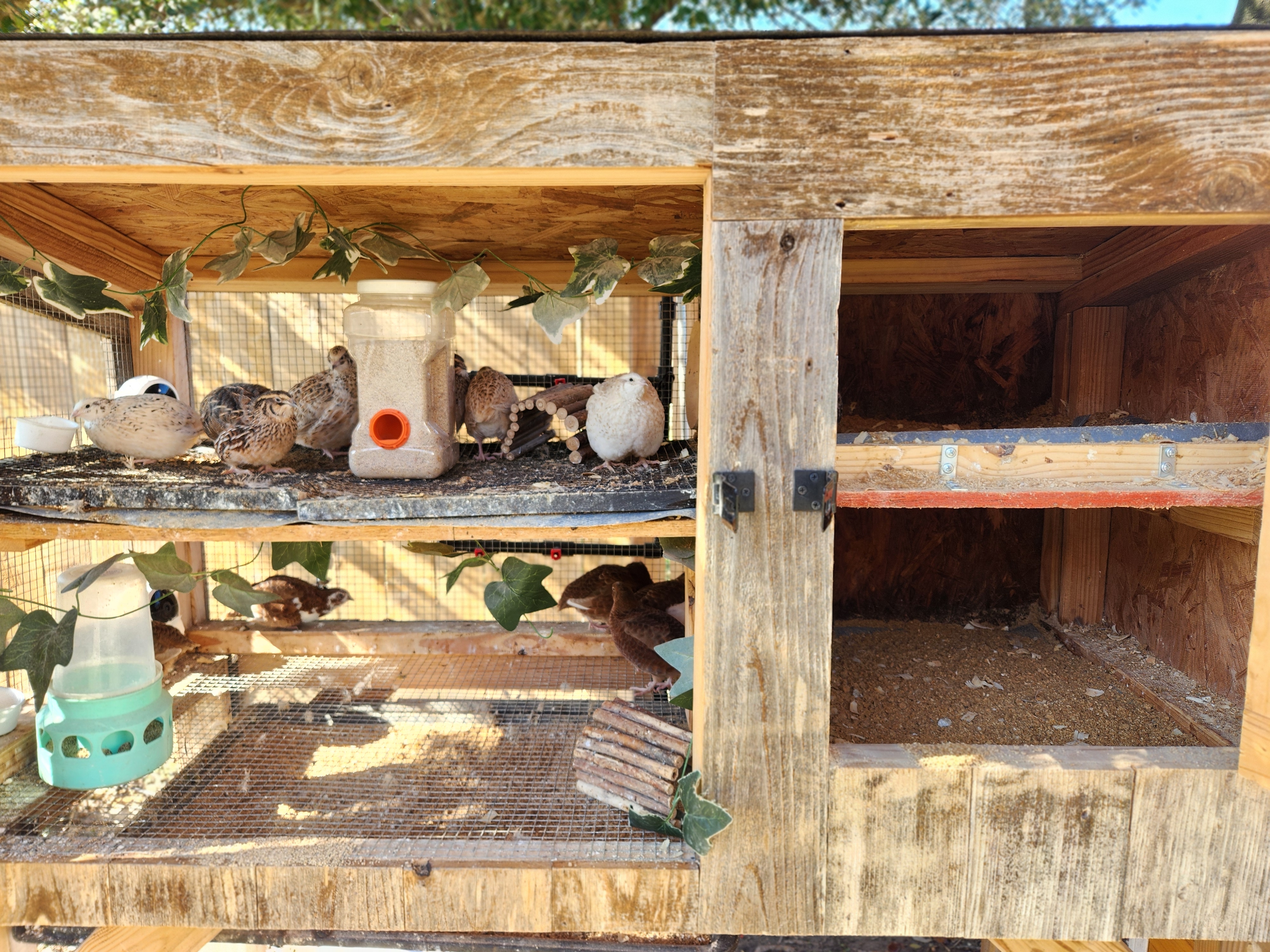 How I Got Into Quail